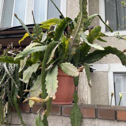 Extra Large Orchid Cactus Plant 