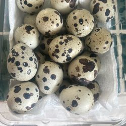 Quail Eggs And Chicken Eggs 