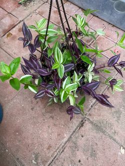 Hermosa planta natural 🪴$9