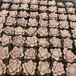 2” Succulents $1.35 Each $63 For Tray Of 64 Plants 