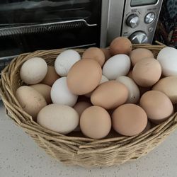 Fresh Farm Eggs