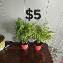 Maiden Hair Fern 