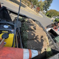 Free Sod North Everett From Today 