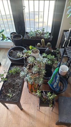 Assorted plants