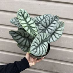 Alocasia Silver Dragón In 6” Pot