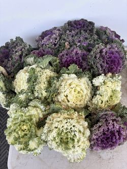 Beautiful plants