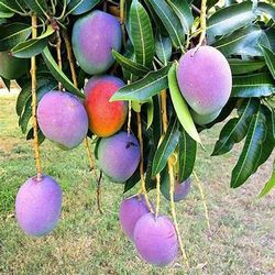 Mango Trees For Sale $35Each Or 2 For $60😃🌿🌿🌿🥭🥭🥭