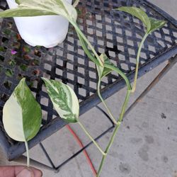 Epipremnum Pinnatum ALBO Plant $18