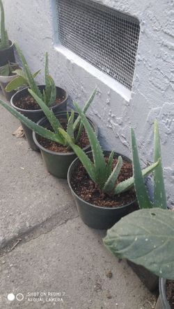 PLANTS 🌿🌳🌱❤️🍓🌶️🏜️