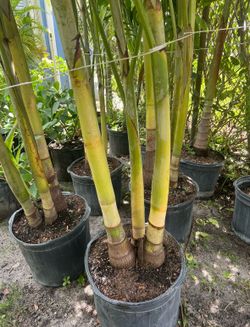 CHRISTMAS PALM (7 Gallon Pot Double or Triple) Keep landscape attractive.