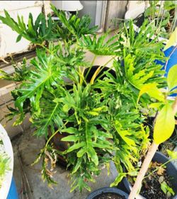 Philodendron Plant