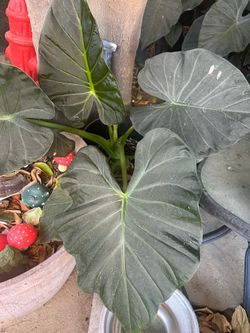 Elephant Ear Plants