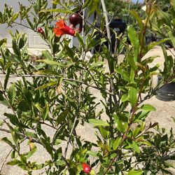 Fruit Tree ~pomegranate 