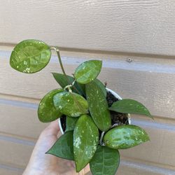 4” hoya parasitica black margin