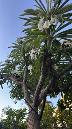 Large Madagascar Palm Plant(PENDING)