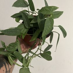 Cebu Blue Pothos Plant 