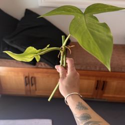 Philodendron camposportanum cuttings 
