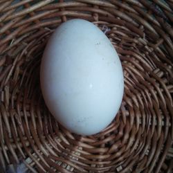 Goose Eggs