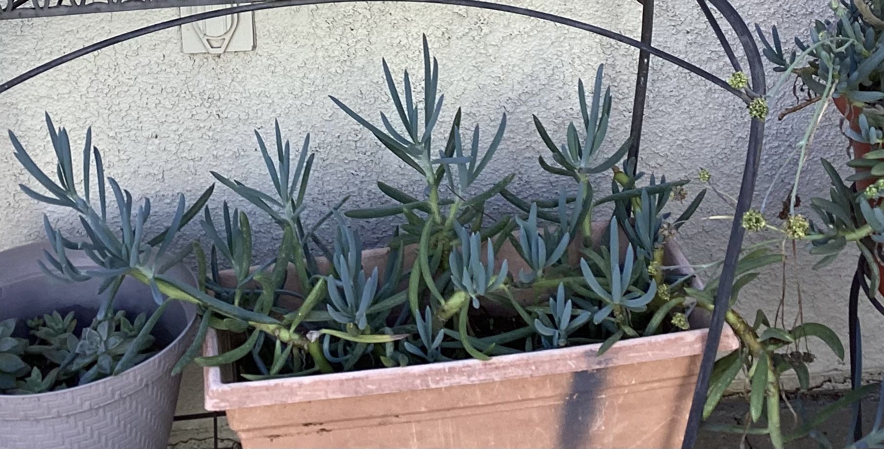 Blue Fingers Stick Succulent