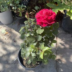 Rose Plant For Garden