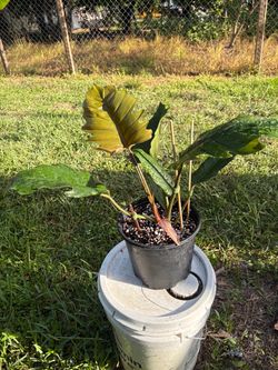 Philodendron ZigZag