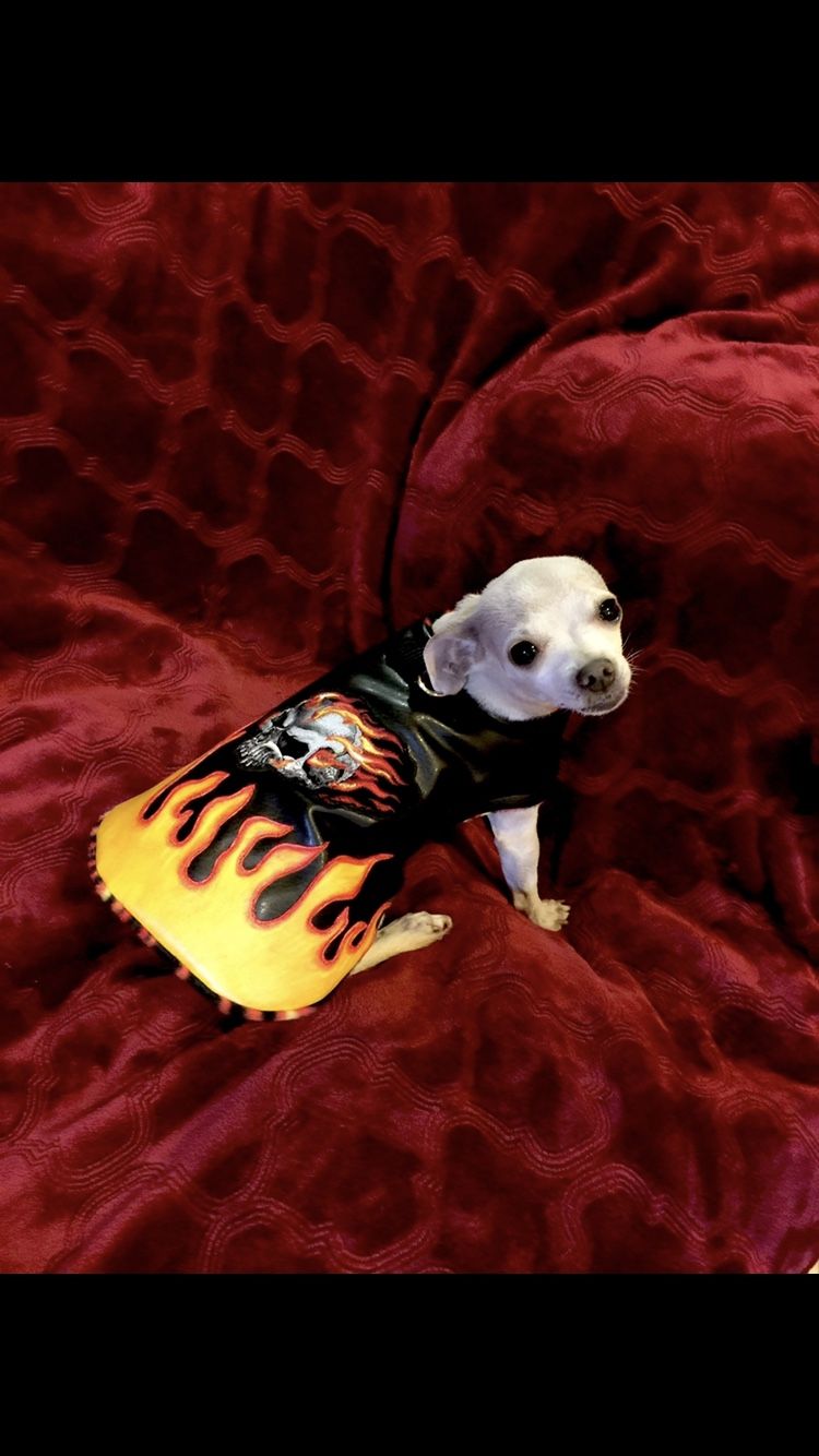 New Dog Jackets Clothes, Hot Rod, Biker