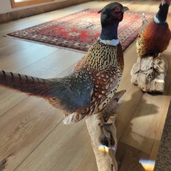 Pheasants, 2 Mounted on Driftwood, Glass Encased Quail