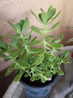Planta para patio o Jardin