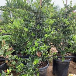 Ligustrum japonicum, Waxleaf Privet Hedges plant, 15gal