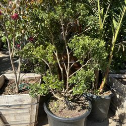 Japanese boxwood topiary bonsai 