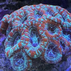 Fake Ultra Acan