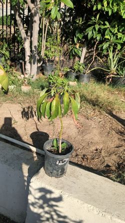 Young Avocado Tree in Pot 2'