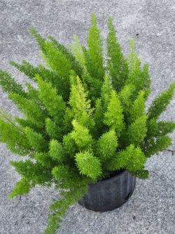 Foxtail Ferns