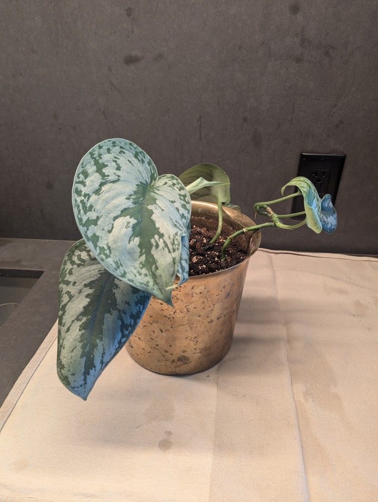 Silver Pothos Plant with Hay Pot & Saucer