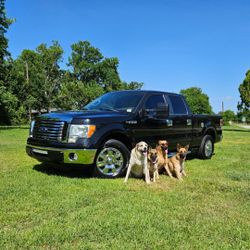 2010 Ford F-150