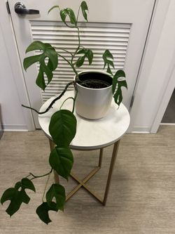 Mini Monstera (Rhaphidophora tetrasperma)