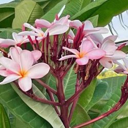 3Tips/Heads Hawaiian Frangipani Rooted & Healthy Pinkish Plumeria Cutting Plant