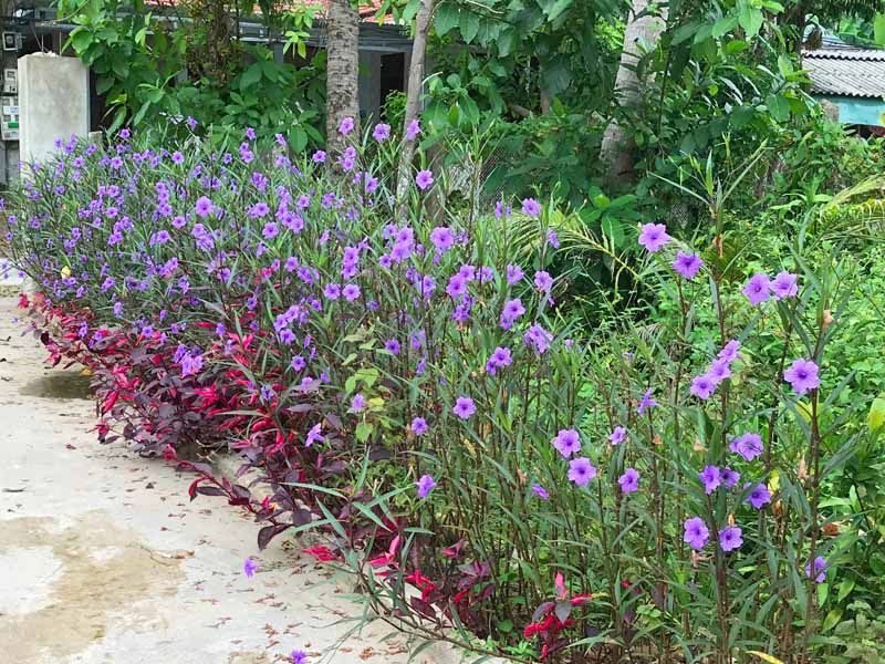 4 feet tall Petunias/ purple Petunias / healthy pots