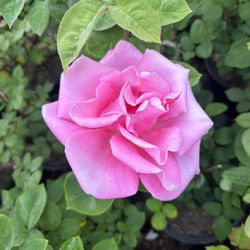 Rose Bush