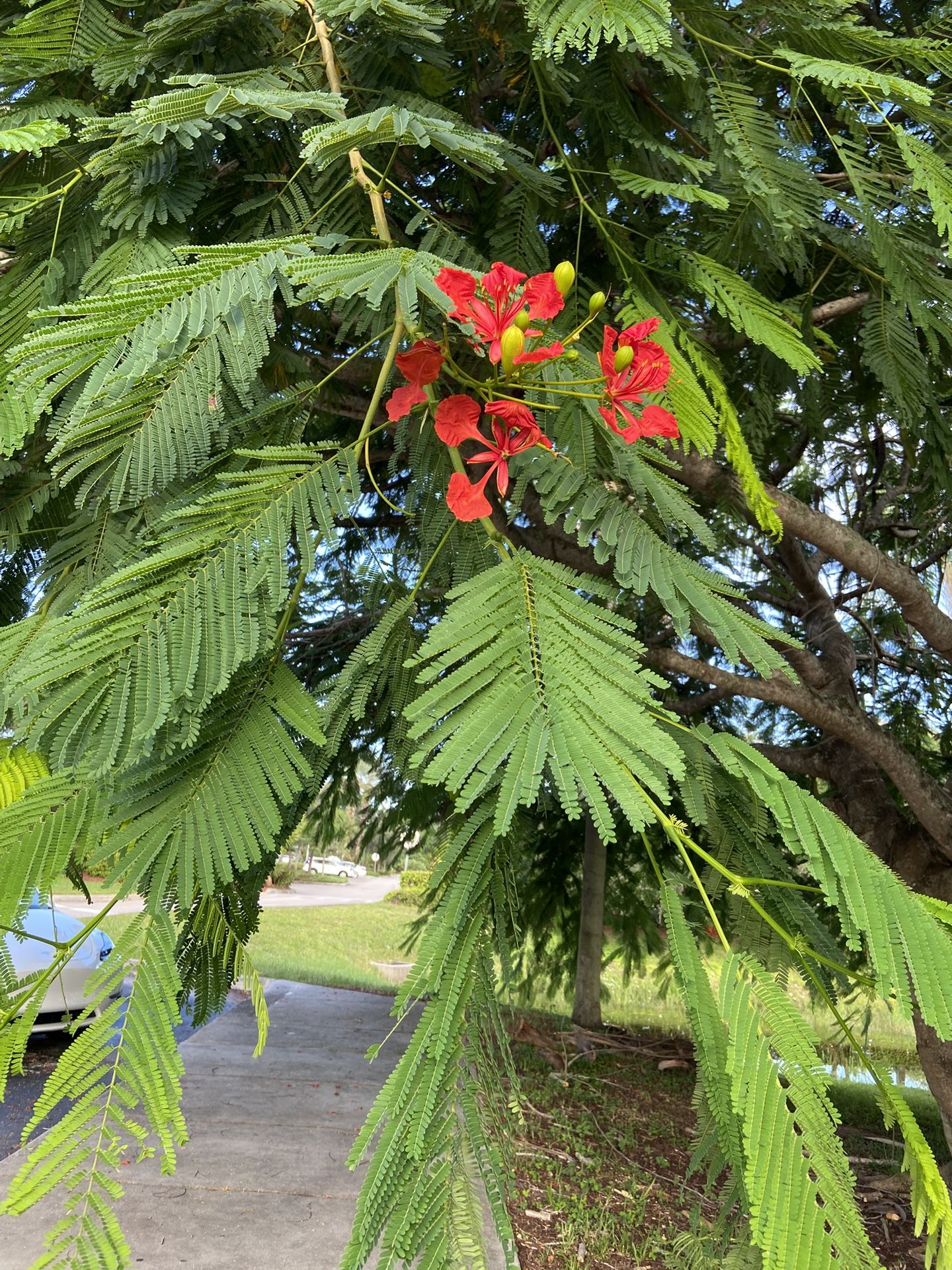 Flowering Shade Tree 🌳 Royal Poinciana