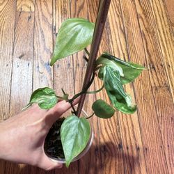 Philodendron Heart Leaf Variegated Plant