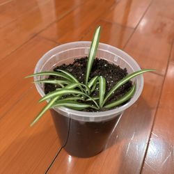 Baby Spider Plant