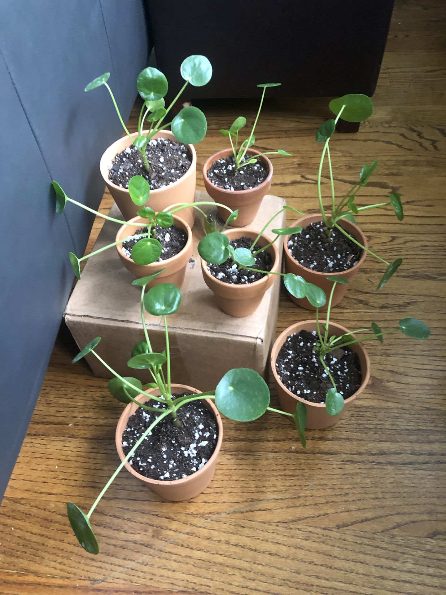 Chinese money plants, pilea peperomioides - $5 and $10
