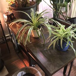 Two Spider Plants $15 Each 