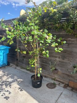 Ficus triangularis .   Was $200 from Walter Anderson