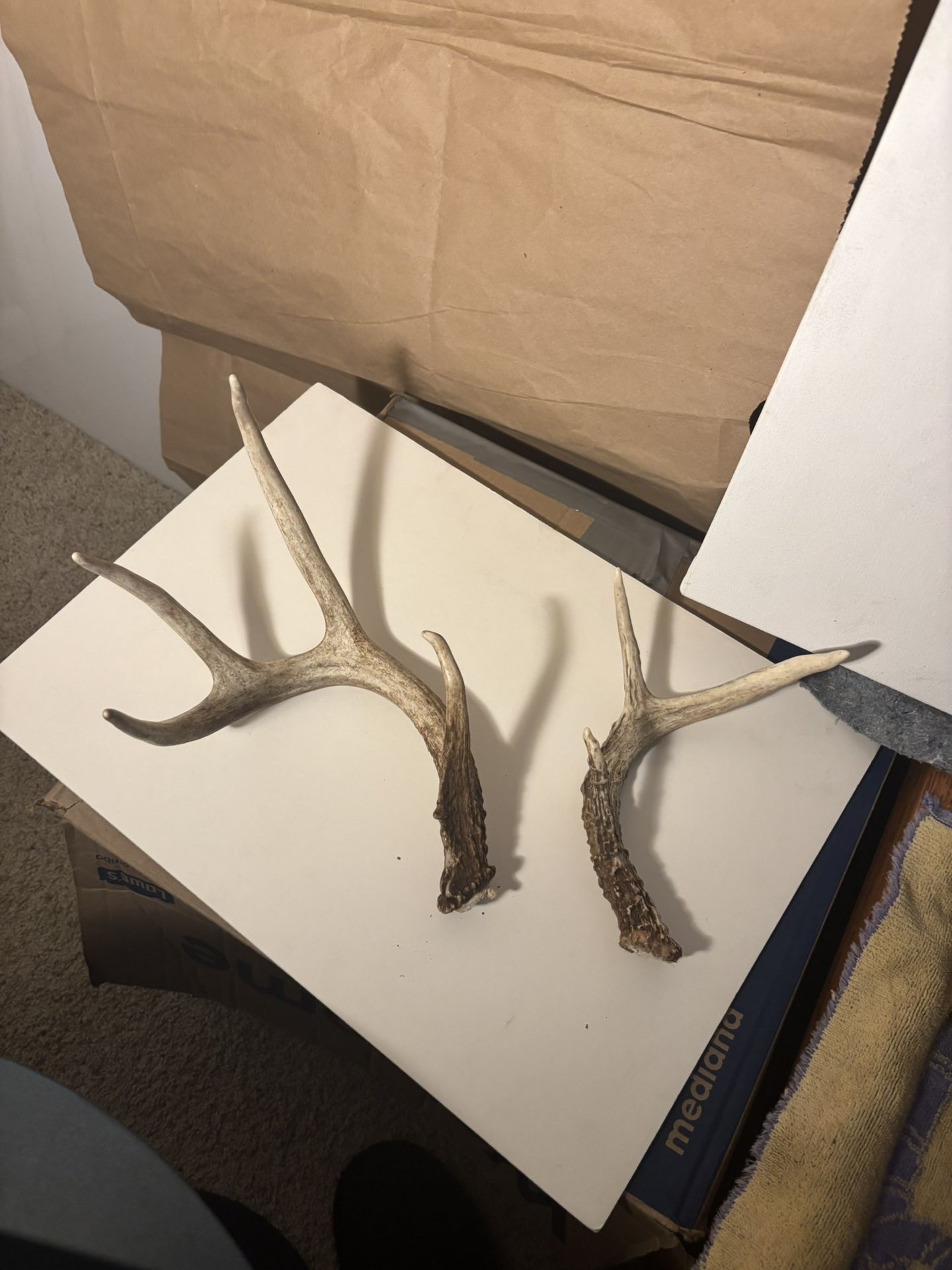 Deer Antlers, 1 Large and 1 Small