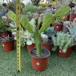 Cactus Plants In 6inch Pots 