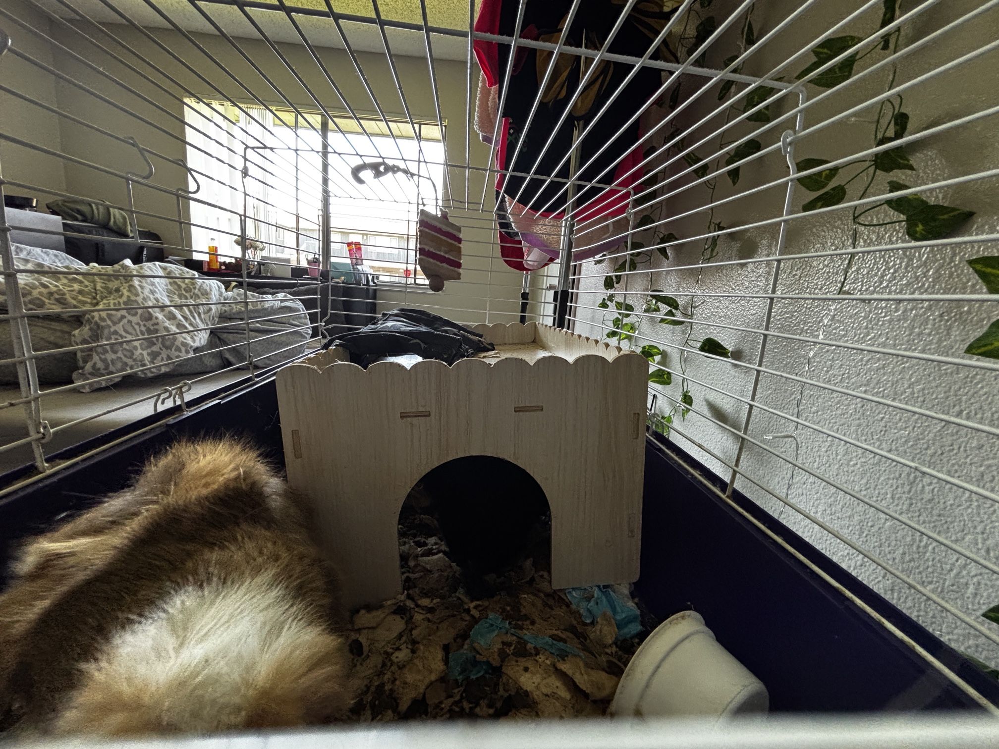 Guinea Pig Essentials