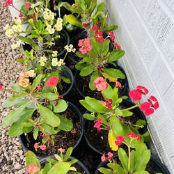 Crown of Thrones Live Plants Flowering Home Decor Garden - 10 each 