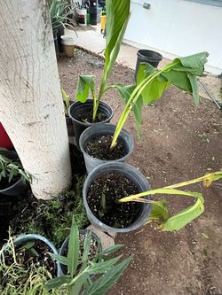 Cana Lilies Moss Rose Aloe Vera Plants